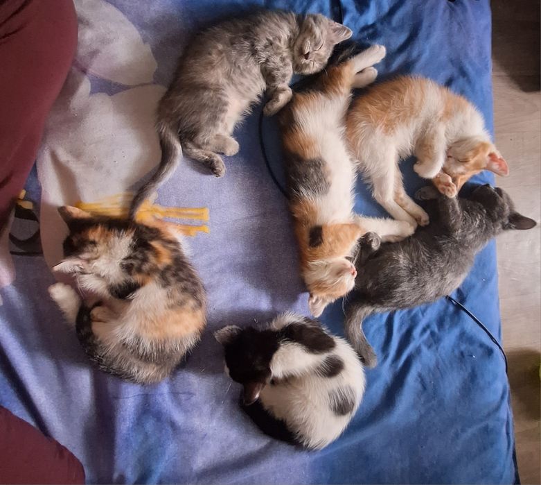 Котята ищет дом бесплатно