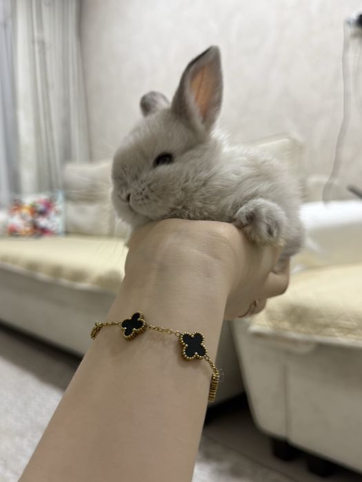 декоративный кролик вместе с клеткой