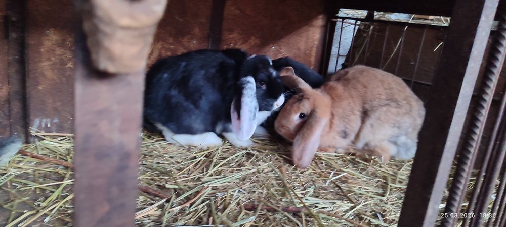 Продаются кролики.