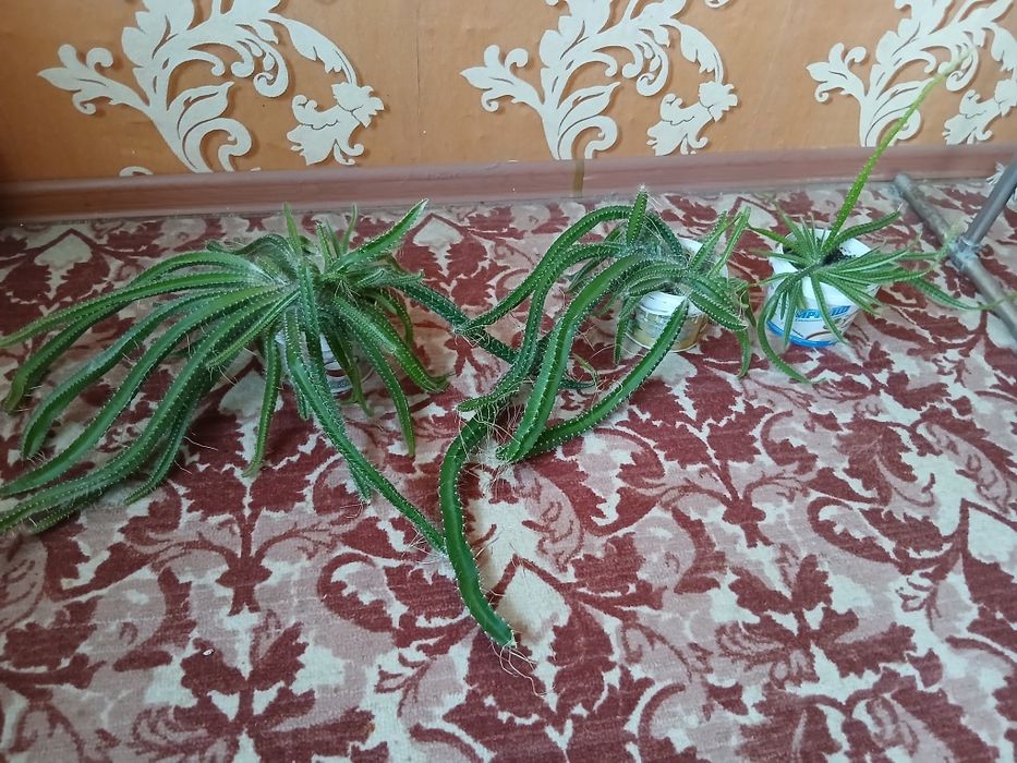 Цветы для дома разные.