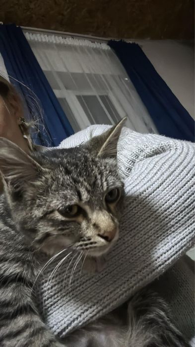Котик ищет дом срочно