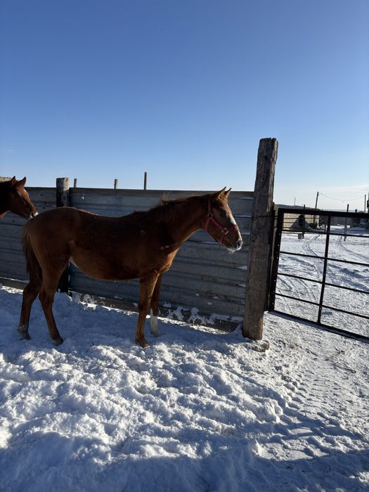Тай сатылады. Ноқта жуас