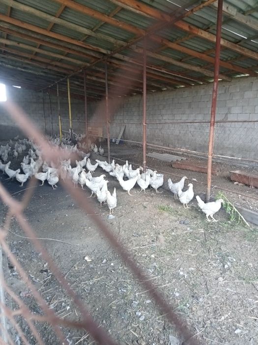 Фазенда сатылады