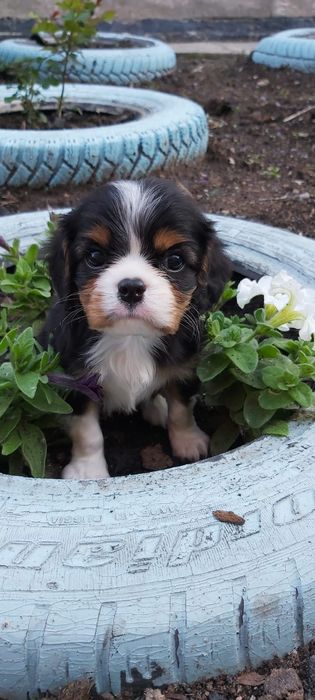 Кавалер кинг чарль спаниель