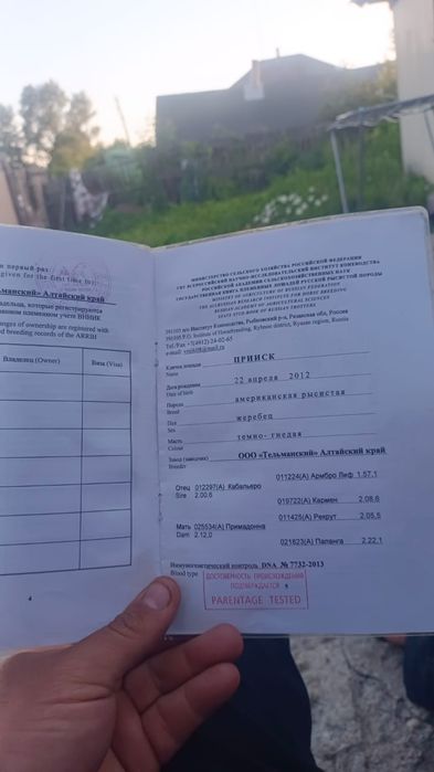 Продам американского рысака
