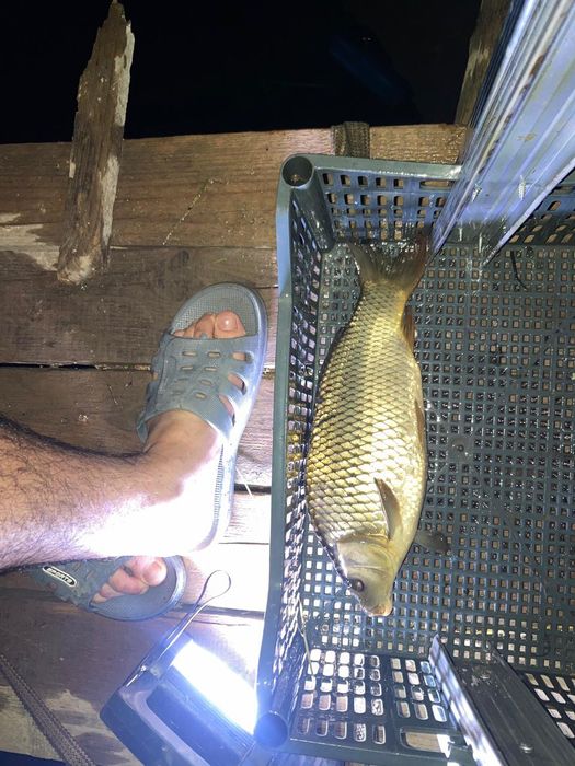 Карп, сазан, талсталок сатылады