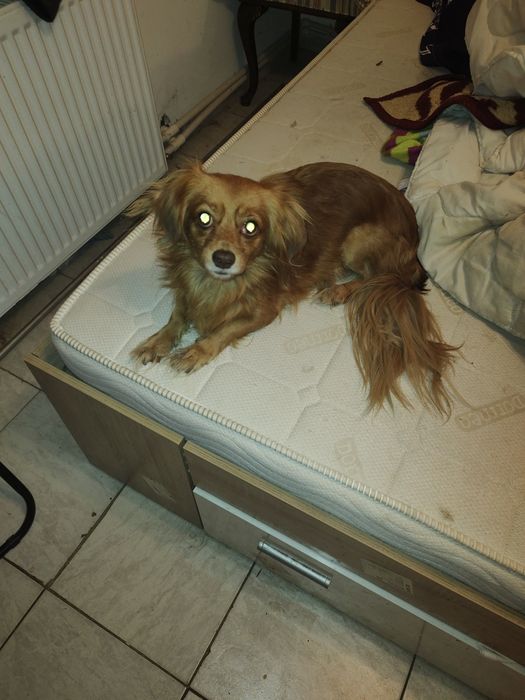 Gratis cățelușa metis 5ani sterilizata se donează din motiv că stăpânul nu mai poate avea grija va intra la azil Nr tl 0773736936