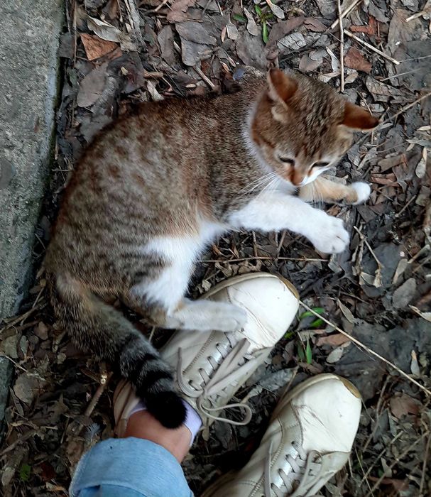 Котик приносящий счастье