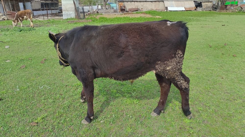 Екі өгізше сатылады.