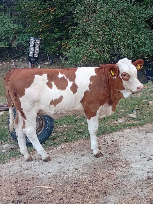Vând vița bălțată românească cu certificat de bălțată românească