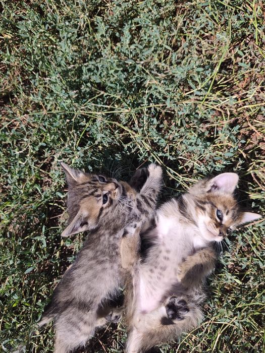 Отдам котят в добрые руки
