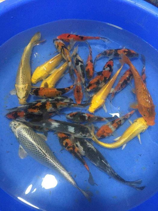 Рыба для пруда карп кои