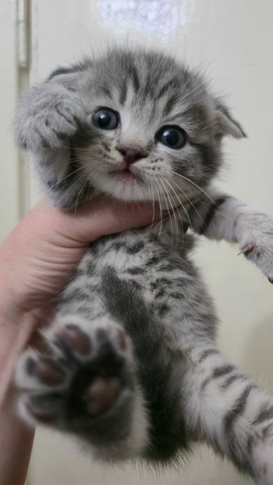 Продаются котята