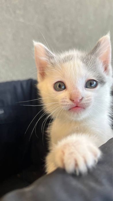 Отдам котенка в добрые руки