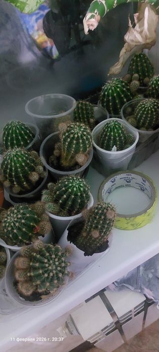 продам кактусы  по 100тг