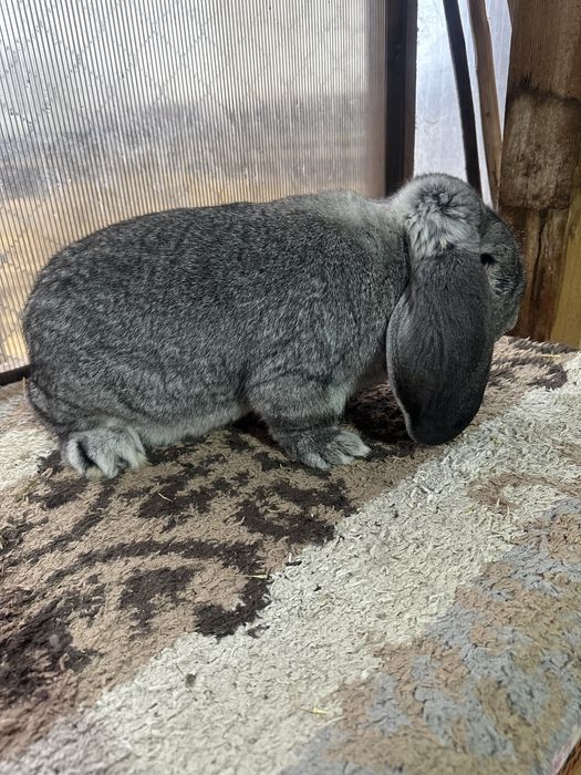 Iepuri berbec german