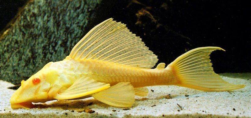 Сомики  аквариумные