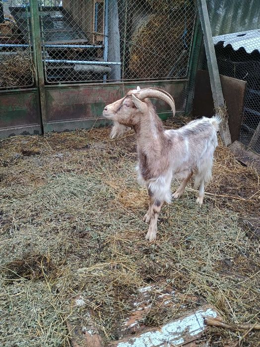 Vând capra gestantă