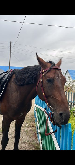 Продается жеребец