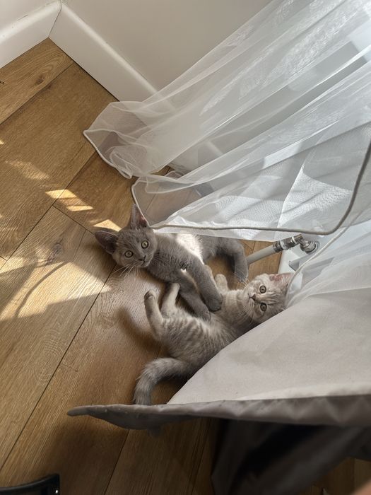 Котята британские