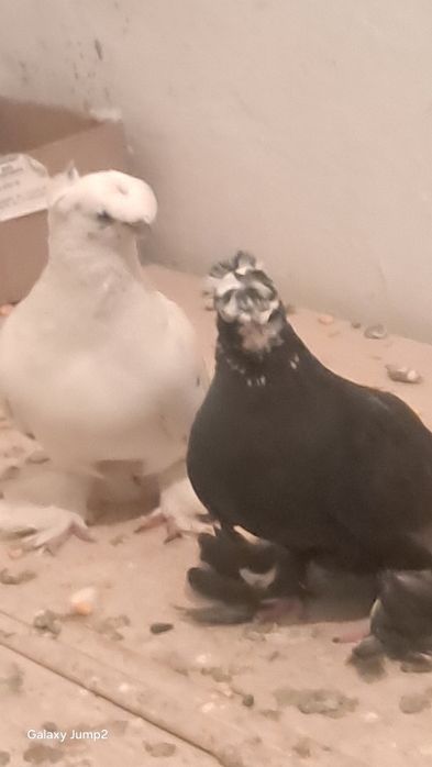 Продаётся голуби сочи продаётся игровые