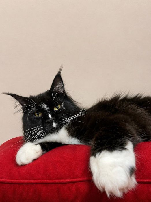 Maine Coon cu părinții campion