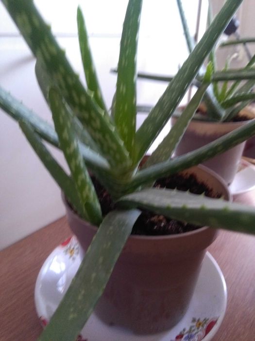 Алоэ -домашний доктор