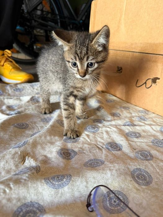 Котята в хорошие любящие руки.