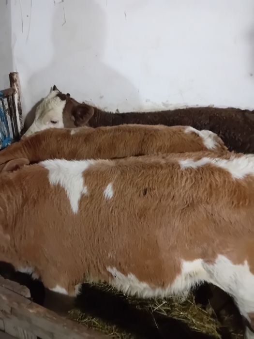 Vitele baltate intarcate