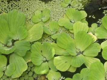 Растения за аквариум