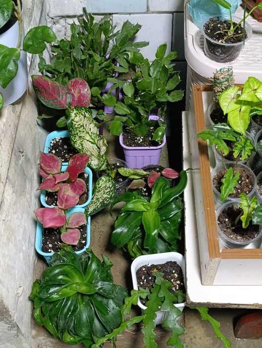 Комнатные растения