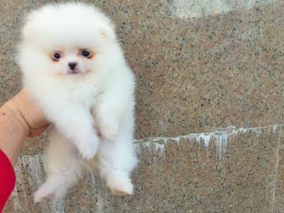 Померанчета мини Померанчета