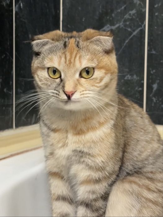 отдам кошку вислоухую