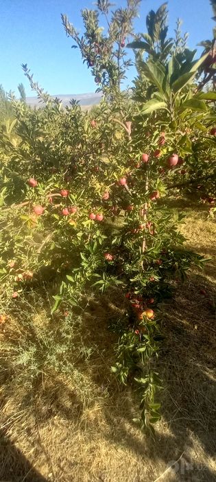 Olma sifati yaxshi narxini telda kelishamiz