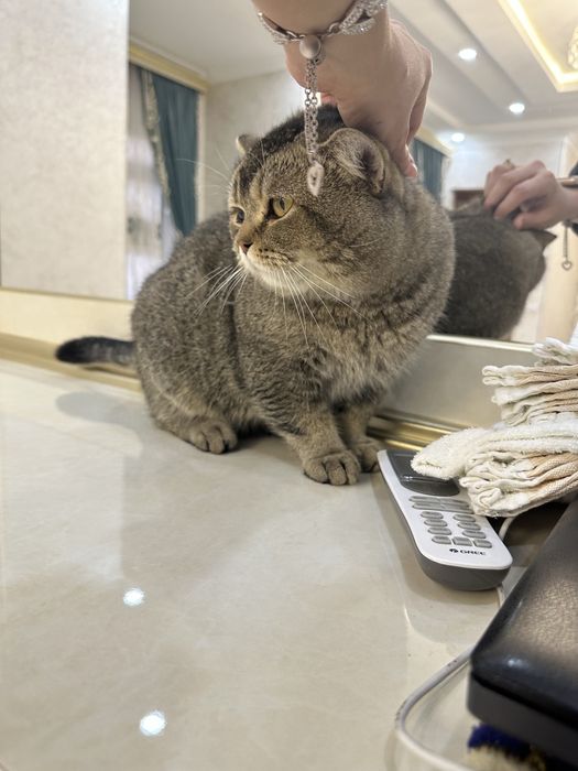 Срочно продам британскую шиншиллу мальчик