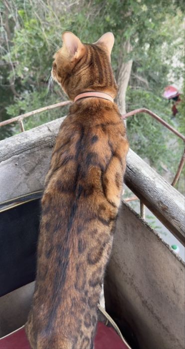 Продам бенгальского кота