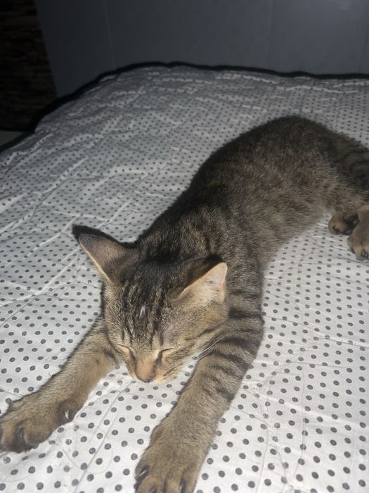 Chiroyli uy  mushugi