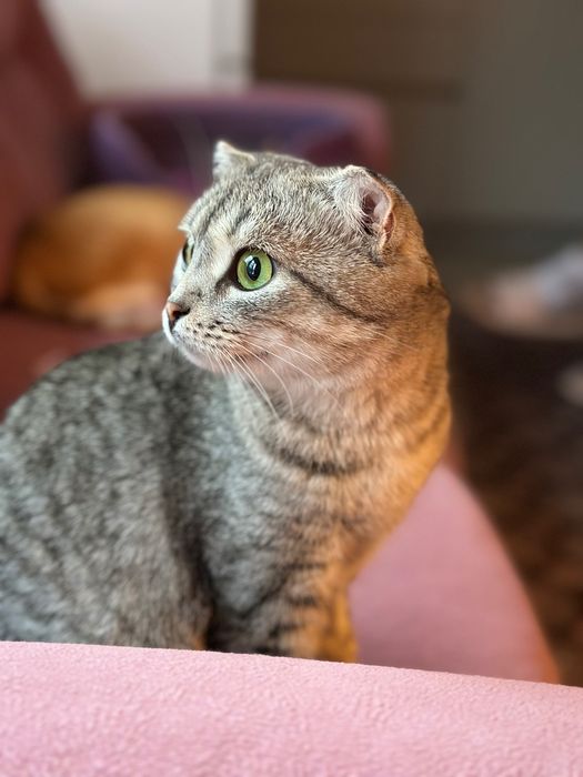 Кошечка ласковая,