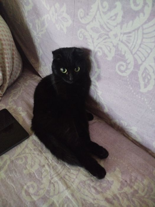 Отдам бесплатно кошку и кота