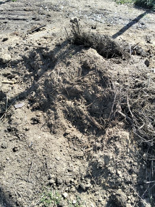 Отдам лошадиный навоз даром