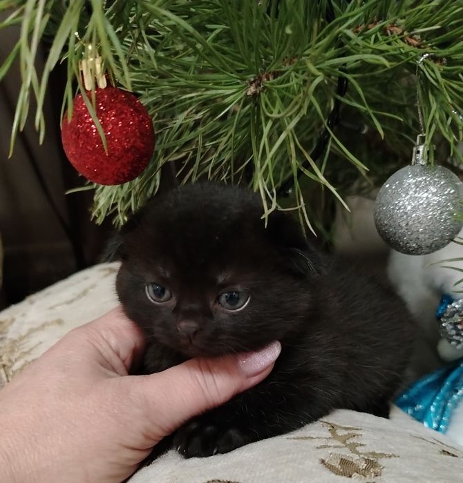 Продается кошечка