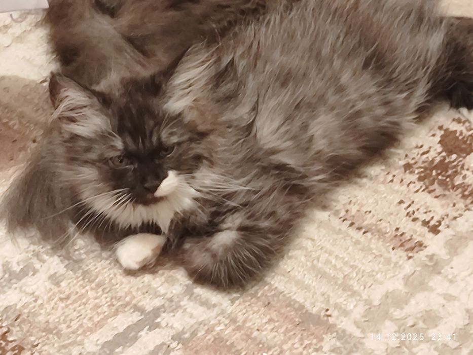 Ищу дом на постоянно