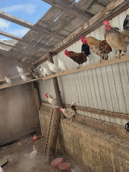 Vând porumbei albi și o familie de fazani