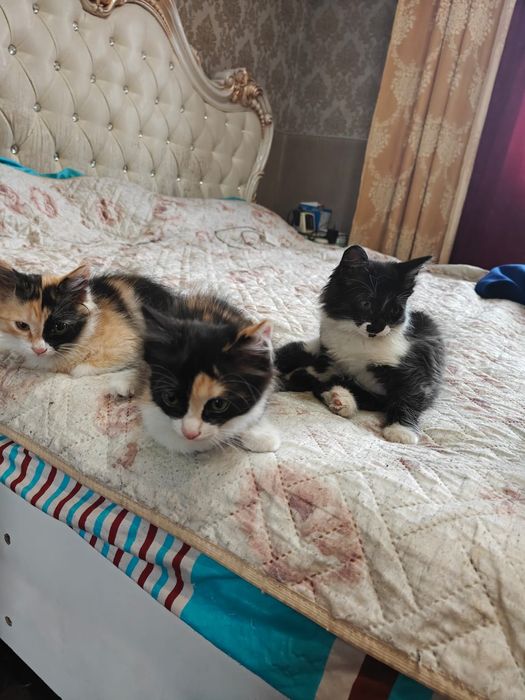 Отдаем котят в добрые руки