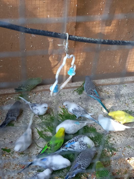 Кушлар соглом  болалисиям бор