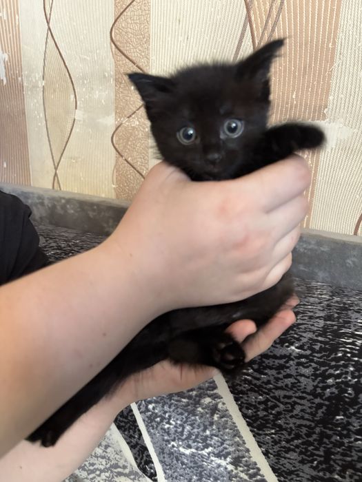 Котенок мальчик 1 месяц