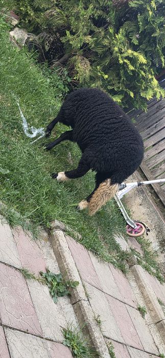 Vând miala neagra