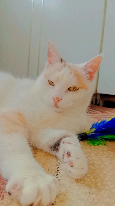 Снежана в ДОБРЫЕ руки