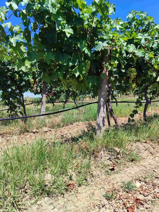 Продава се Земеделски имот в София, Челопечене -  кв.м за 2550 €/дка - Снимка #10