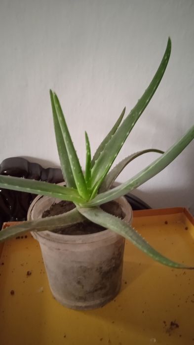 Алоэ Вера лечебный